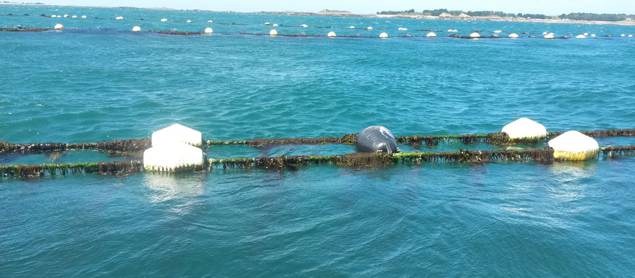 Best seaweed farming technologies – Dutch example