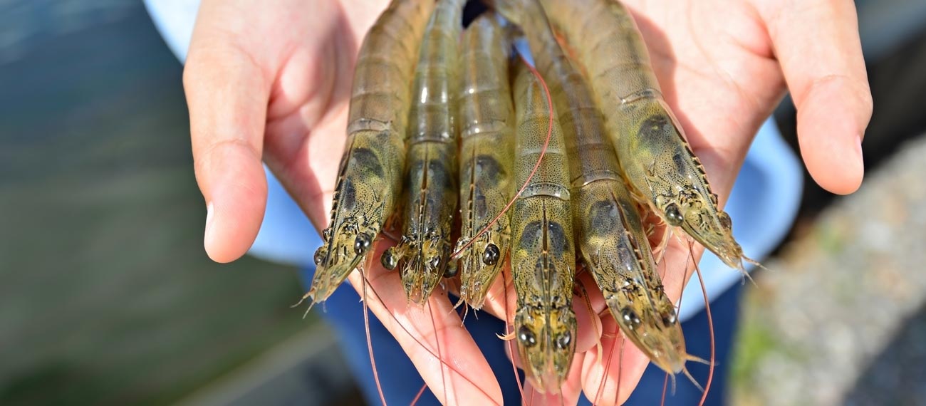 Farming shrimp in Poland: Increasing the potential of recirculating aquaculture systems