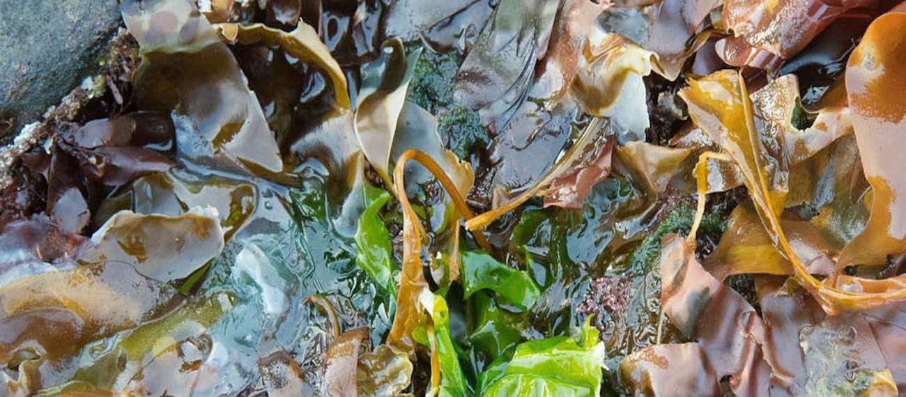algae from Norway