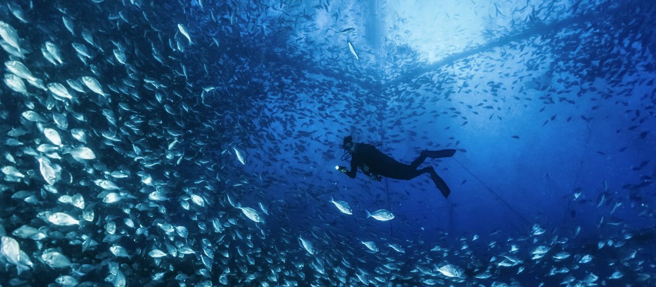 diving person in blue sea with fishes