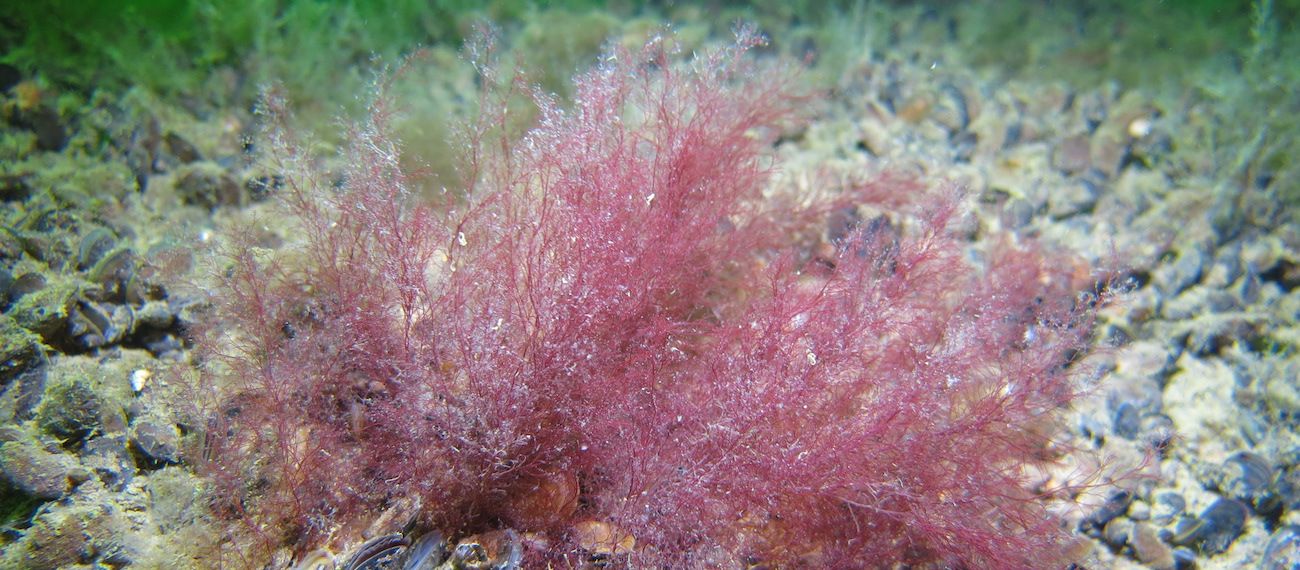 red pink seaweed in the sea