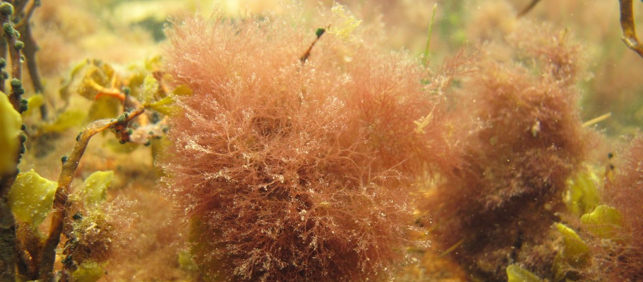red seaweed in the sea