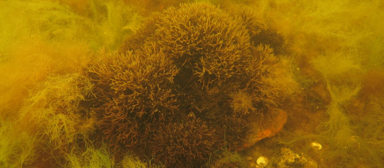macroalgae Furcellaria_lumbricalis
