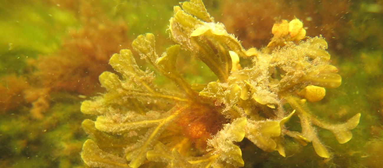 Seaweed Fucus_vesiculosus