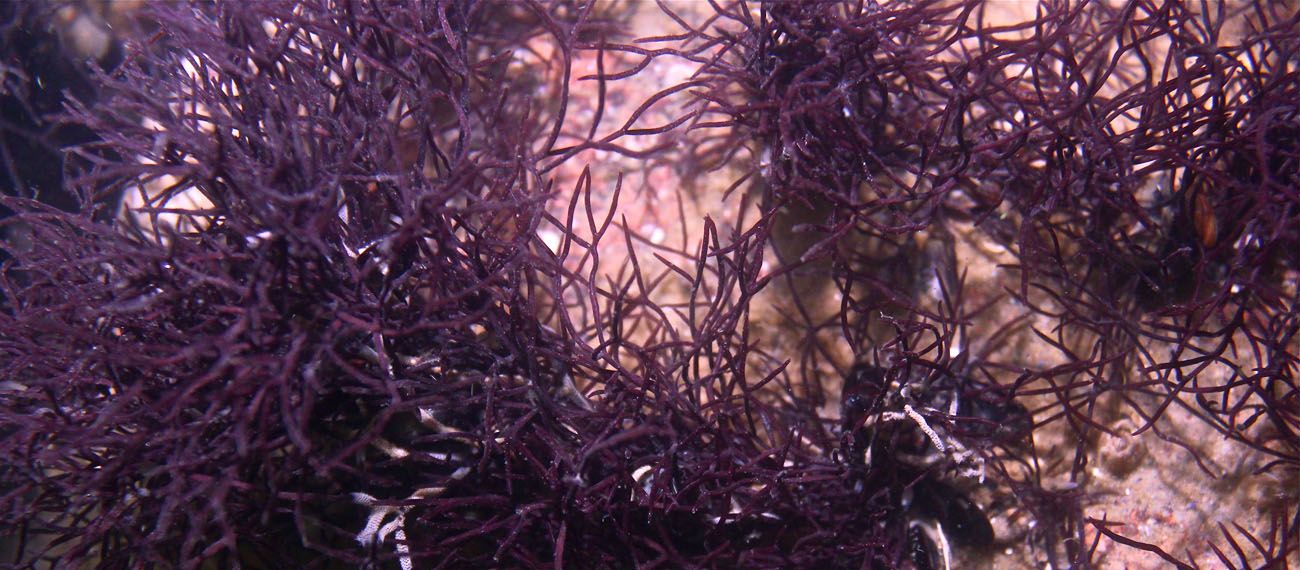 video about seaweed